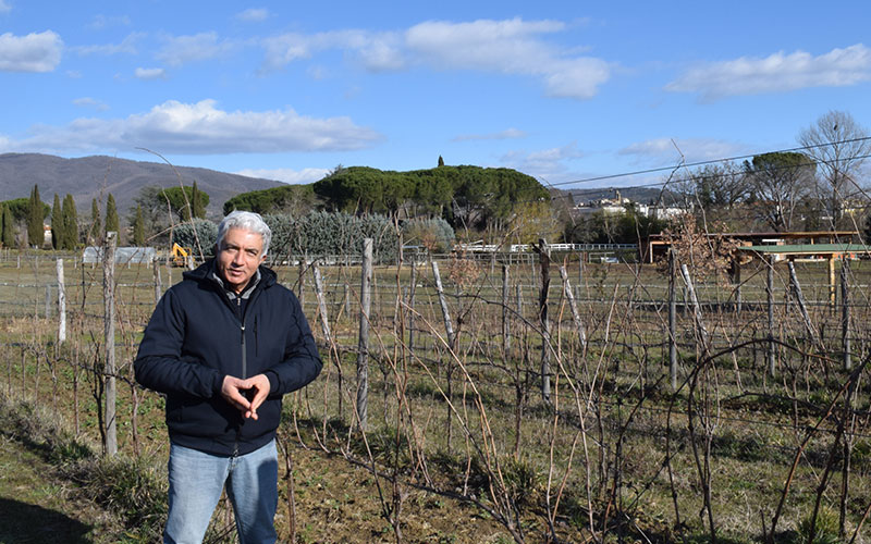 La forma di allevamento a Guyot