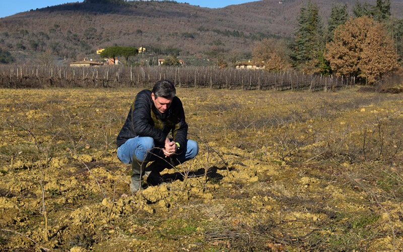 Potatura di allevamento – vigneto a forma tonda
