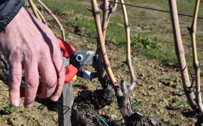 Potatura della vite con doppio canale linfatico