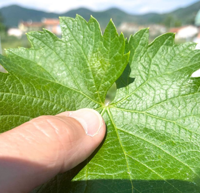 A scuola in vigna: come riconoscere erinosi e fillossera