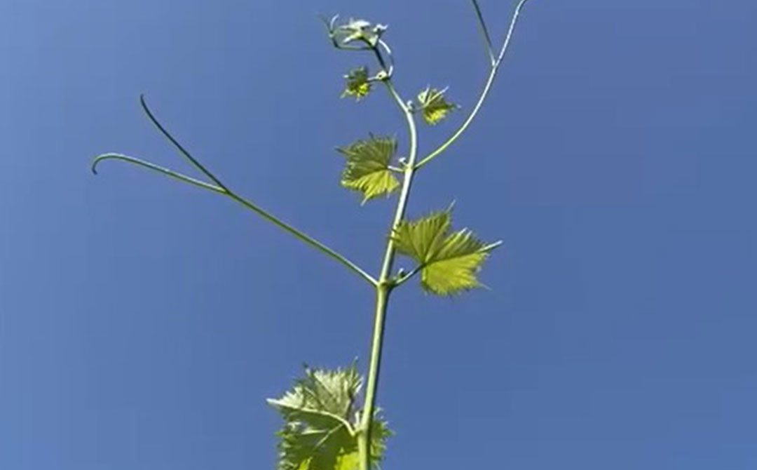 La Peronospora in Toscana – Estate 2023