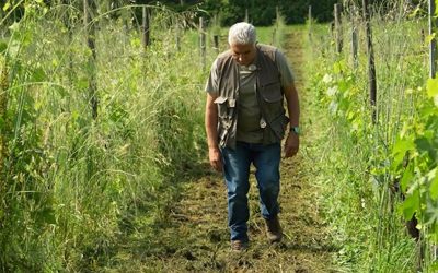 La gestione del suolo con l’inerbimento e lo sfalcio delle erbe