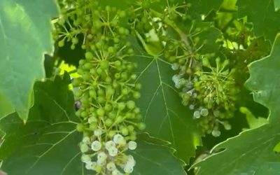 A scuola in vigna: l’attenzione durante la distribuzione di fitofarmaci