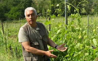 La gestione del verde in vigna a fine Maggio