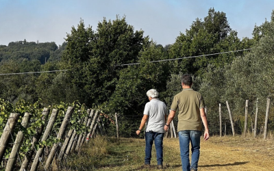 L’importanza del decompattamento del terreno